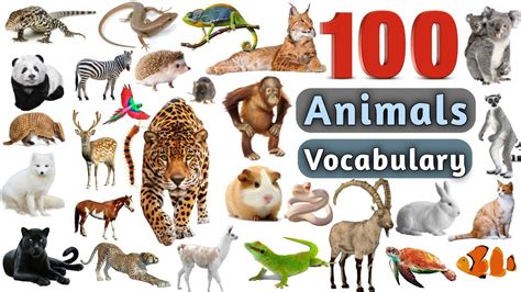 Animals Vocabulary In English ll 100 Animals Name In English With ...