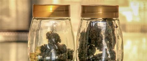 Preventing Marijuana Contamination: Is your weed safe for use?