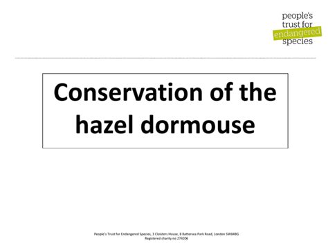 Conservation of hazel dormice ppt - Peoples Trust for Endangered