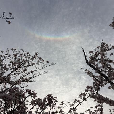 Circumzenithal arc - Cloud Appreciation Society