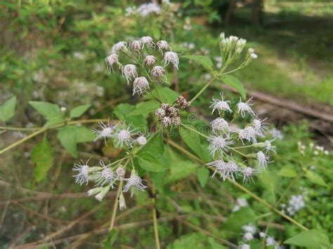 Flower of the Chromolaena Odorata Plant Stock Image - Image of green, communist: 208457897