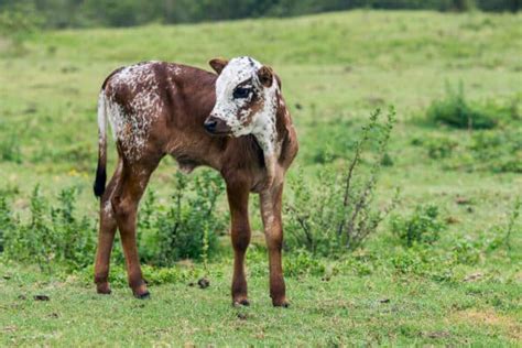 Nguni Cattle - A-Z Animals