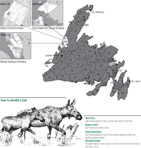 Moose - 2019-20 Hunting and Trapping Guide