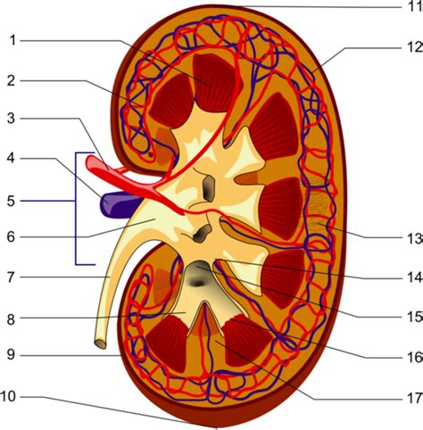 Renal Papilla Anatomy