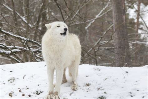 Facts About Tundra Wolves | Animals - mom.me