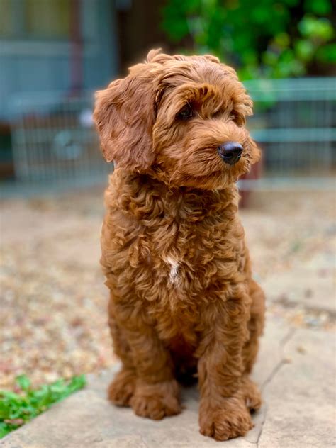 labradoodle puppies bay area - Puppy And Pets