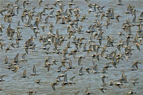 More dates for your diary guided birdwatching in North Wales | Bird watching, Flocking, Nature ...