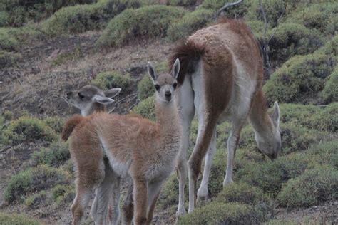 geno's blog: Torres del Paine - Wildlife