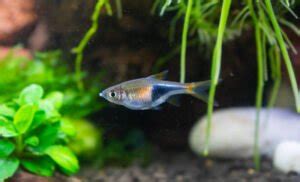 Harlequin Rasbora: Care Guide (with Setup, Diet & Breeding)