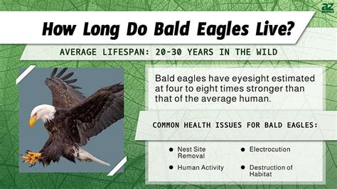Bald Eagle Lifespan: How Long Do Bald Eagles Live? - A-Z Animals