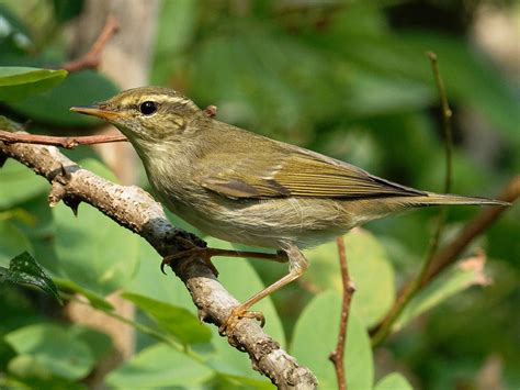 Arctic Warbler - eBird