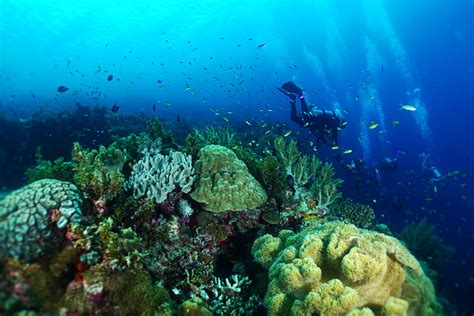 Scuba Diving in Cebu: The 7 Best Dive Regions on Cebu [2024 Guide ...