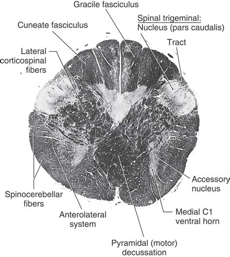 The Medulla Oblongata | Neupsy Key