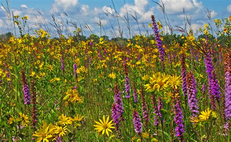 Photo Gallery - Chiwaukee Prairie - Wolf's Vision Nature Photography