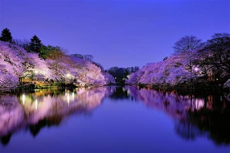 Sakura At Night #1 by Takuya Igarashi