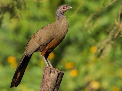 visitar Decepción Queja aves de cola larga Mentalmente Mirilla dolor de ...