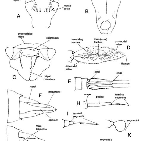 Anisoptera larvae. A-Gomphidae: Megalogomphus sp.; B-Gomphidae:... | Download Scientific Diagram