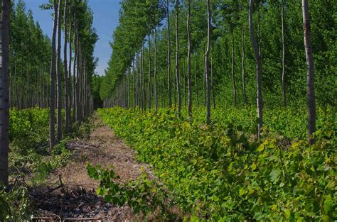 Planting Hybrid Poplar, Pros and Cons