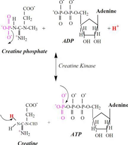 Exploring the Potential of Creatine Ingestion to Maintain Muscle Function during Immobilization