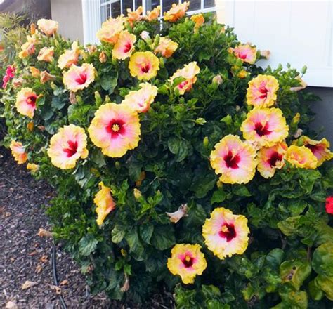 Hidden Valley Hibiscus | Hibiscus shrub, Growing hibiscus, Hibiscus bush