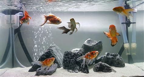 My goldfish wonderland | Goldfish aquarium, Goldfish tank, Fish aquarium decorations