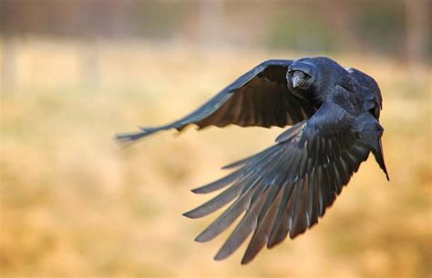 Raven by MaresaSinclair | Raven bird, Raven art, Bird photography