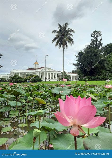 Bogor Palace editorial stock image. Image of petal, tulip - 233630709