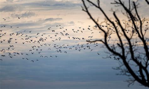 Snow geese make their yearly stop at Middle Creek: video, photos ...