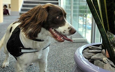 Sniffer Dogs - Animals in human society