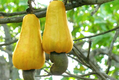 Cashew Nut | Bariball Agriculture