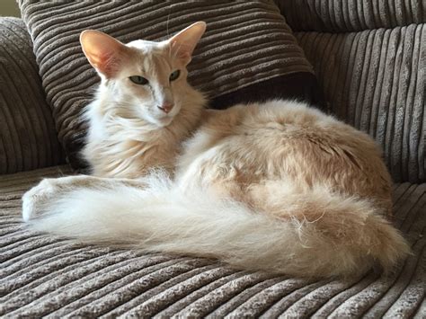 Cuidados y características del gato oriental de pelo largo