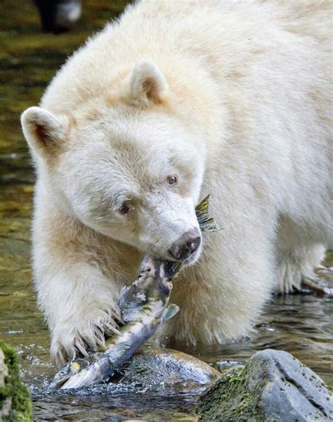 This albino grizzly bear looks kinda like a polar bear - 9GAG