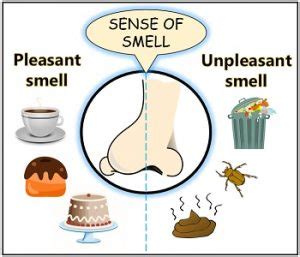 What is Sense of Smell? Olfaction, Olfactory Receptors & Smell Loss ...