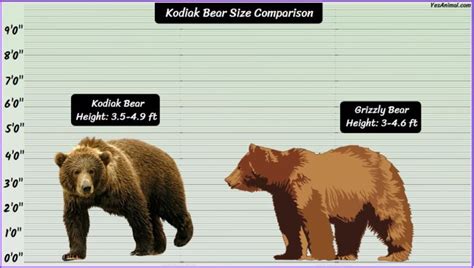 Kodiak Bear Size: How Big Are They? Compared With Others