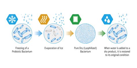 How Does The Freeze Drying Process Work? | Freeze Dried Guide