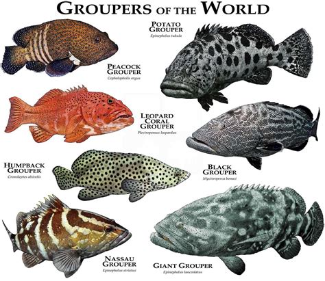 Questo articolo non è disponibile. - Etsy | Marine animals, Grouper fish, Fish chart