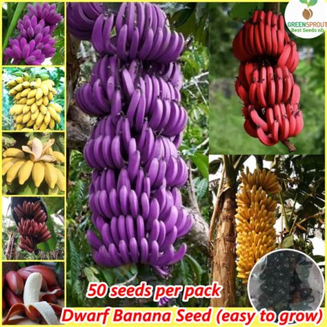 [100% Original Seed] 50 seeds/pack Dwarf Banana Seeds for Planting (Mixed Variety) Bonsai Fruit ...