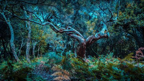 Fanal Madeira – Bing Wallpaper Download