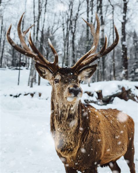 photo-of-deer-on-snow-3690511 – Envy