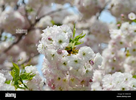 Japanese cherry blossoms Kyushu cherry blossoms Stock Photo - Alamy