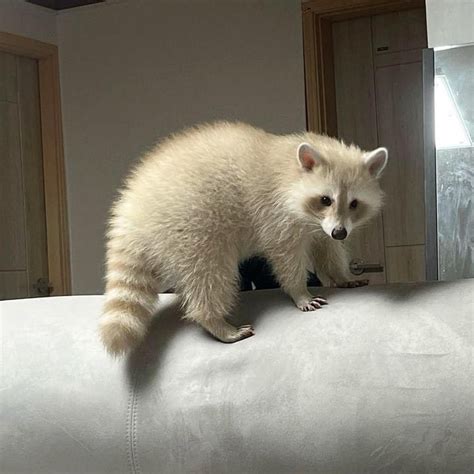 albino raccoon : r/aww