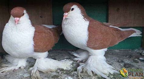 Lahore Pigeon: Breeding Fancy Lahore Pigeon - Farming Plan