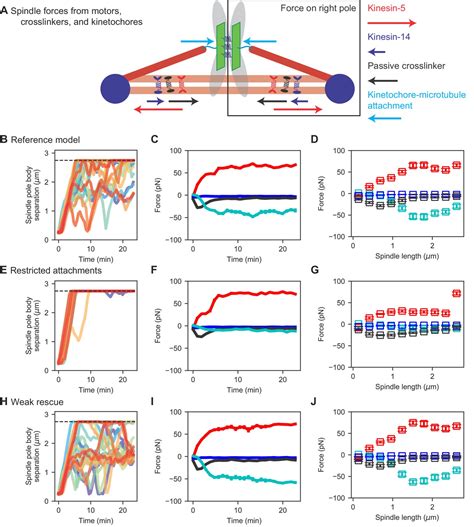 Figures and data in Mechanisms of chromosome biorientation and bipolar ...