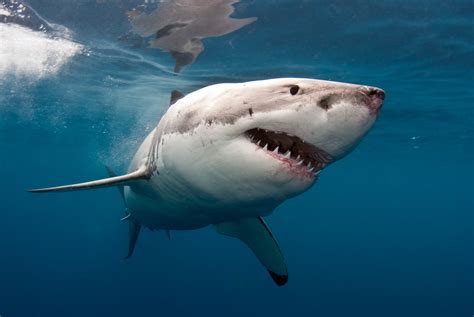 Download Animal Great White Shark HD Wallpaper