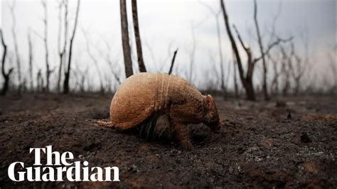 Armadillos and tapirs among wildlife caught in Bolivia’s fires – video - YouTube