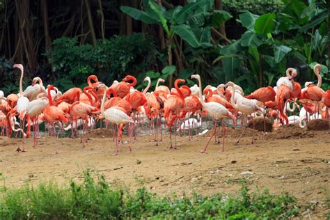 Flocks of Flamingos in the Sunrise Stock Photo - Image of migrating, landscape: 6688394