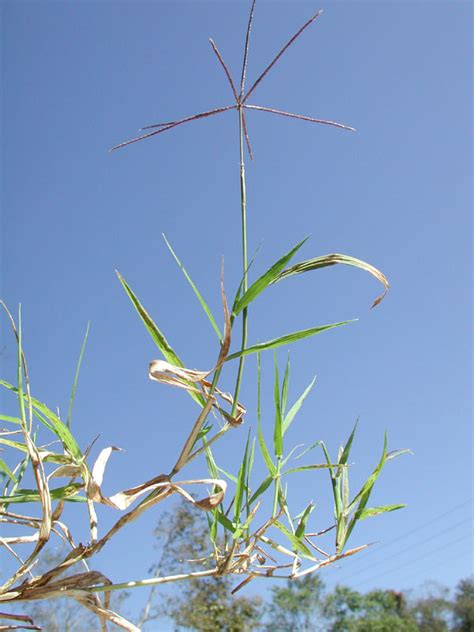 Cynodon nlemfuensis - fotos