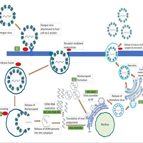 Schematic illustration showing the life cycle events of dengue virus in ...