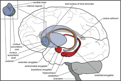 Das Gehirn und Spermidin - Epigenetik und Gesundheit