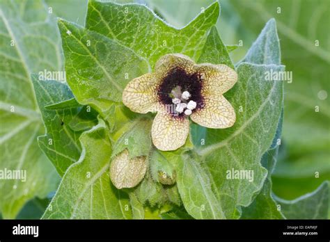 Black Henbane Henbane Hyoscyamus niger flower flower buds germany Stock Photo - Alamy